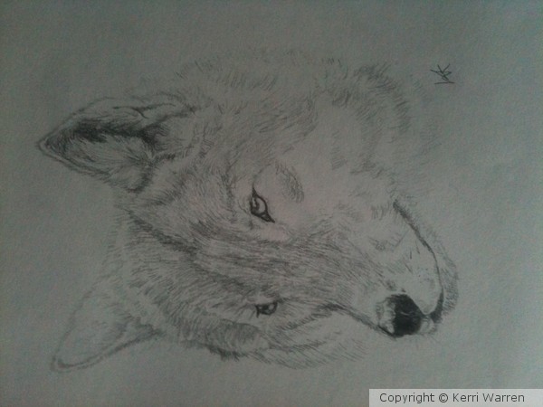 Wolf :)