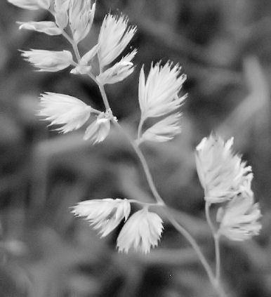 Hay: Black and White 3]