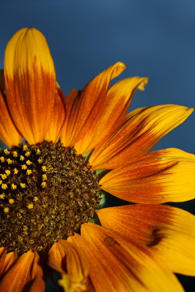 good morning sunshine