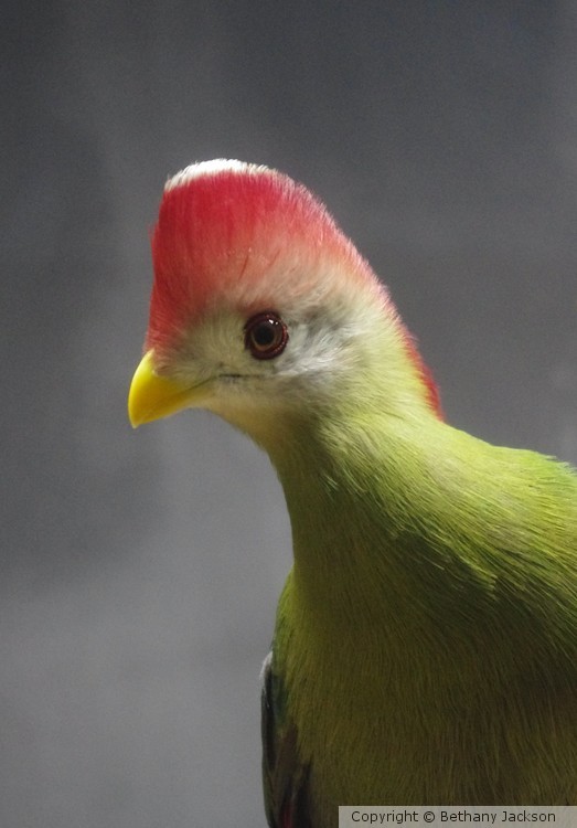 Curious Bird 2