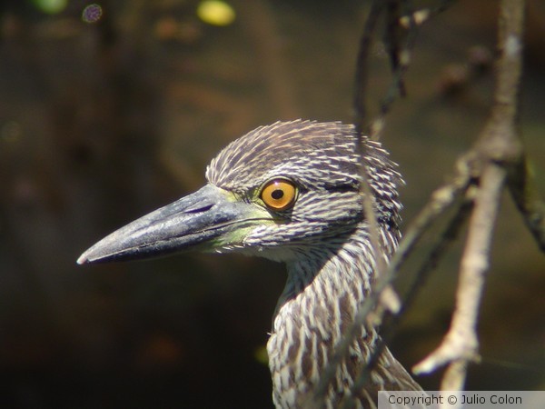 Yellow Crowned Night Heron Inmature