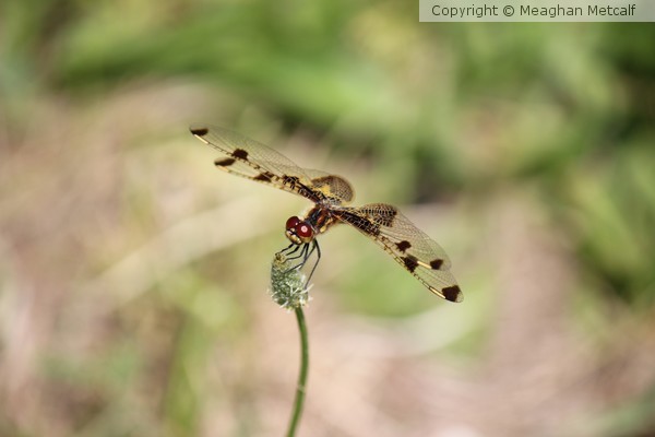 Dragonfly