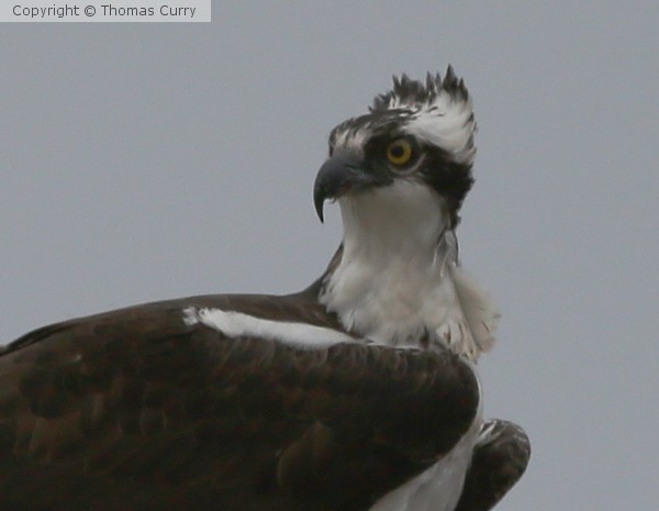 Mister Osprey 6