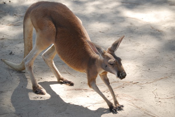 Hi Joey!