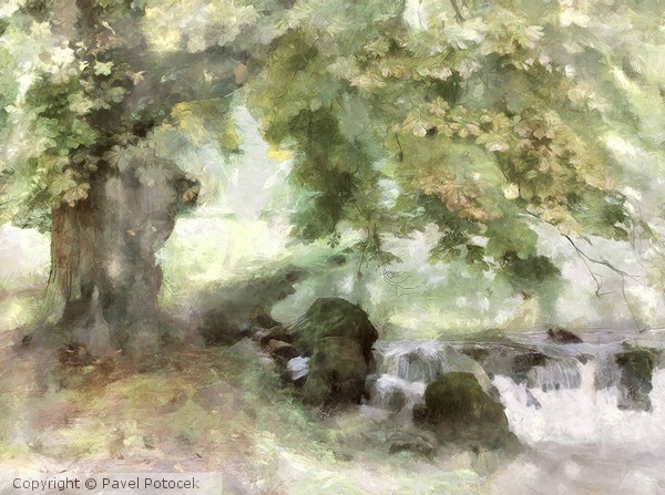 Tree by the weir