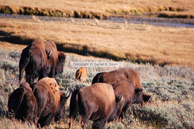...And the Herd Moves On.