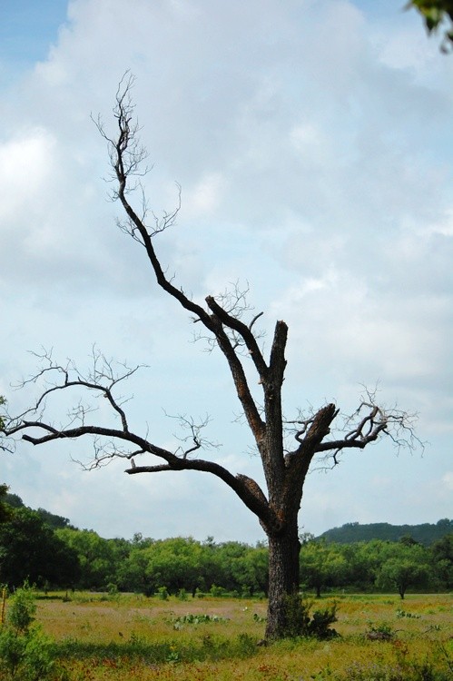 Trimmed Tree