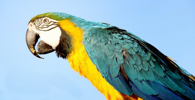 Karen Muro bird