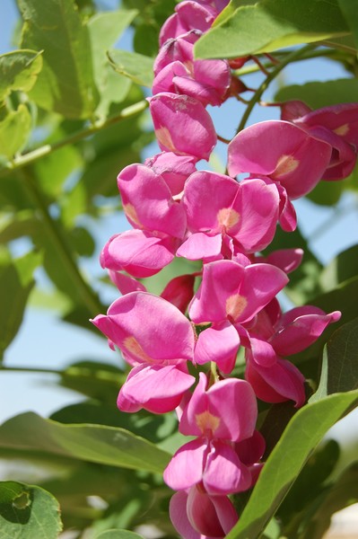 purple robe locust flower