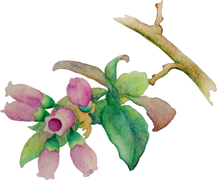 Huckleberry Blossoms