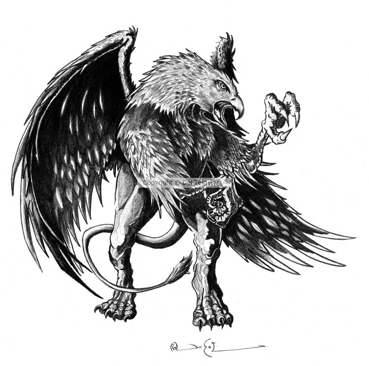 Griffon