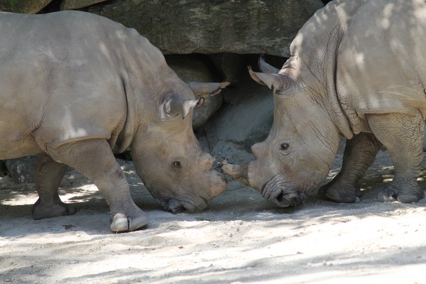 First Kiss