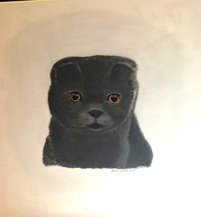 Cane - Scottish Fold cat