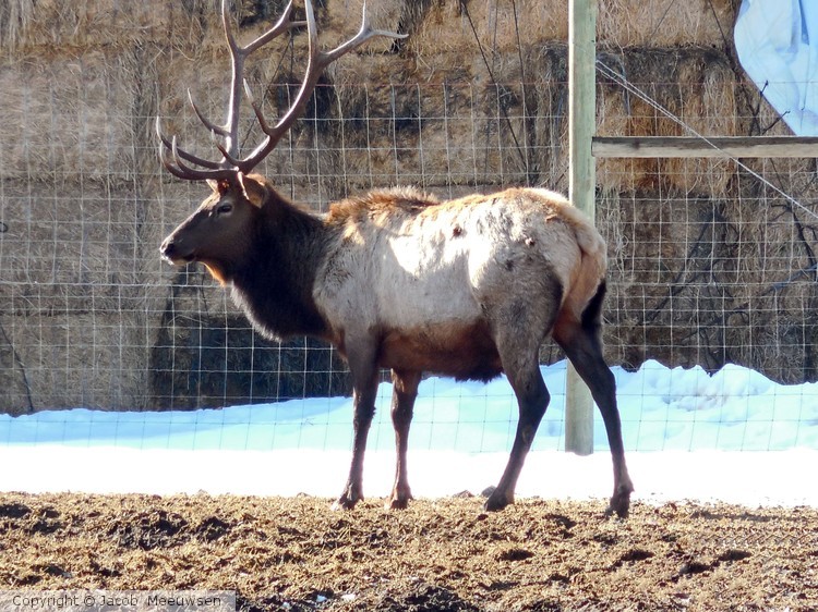 alone elk 