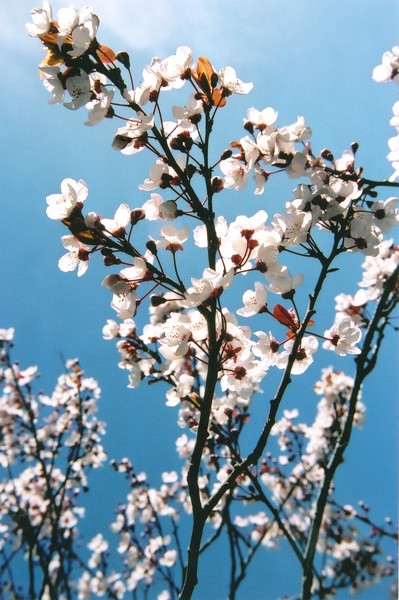 Springtime I