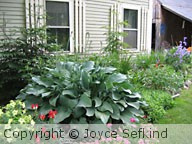 Summer Hosta