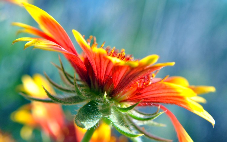 Stunning Arizona Sun Flower