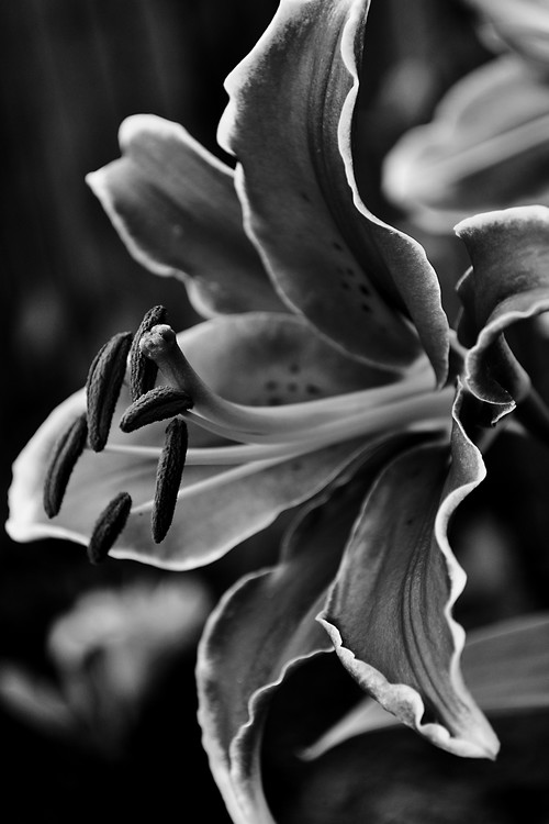 Beautiful Lily in Black and White