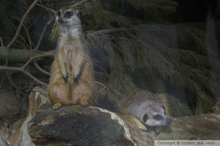 Edinburgh Zoo