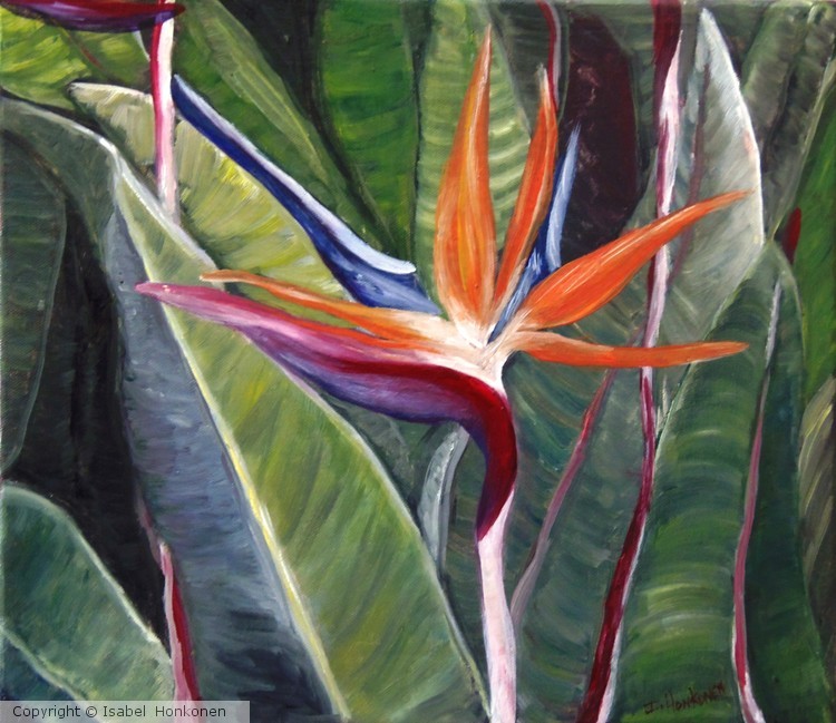 Bird of Paradise