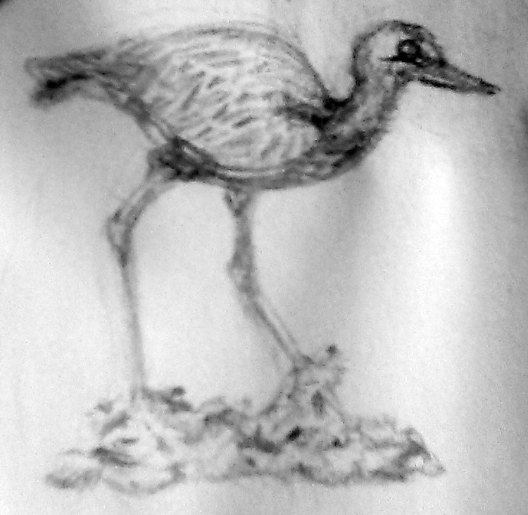 Blue Heron Sketch