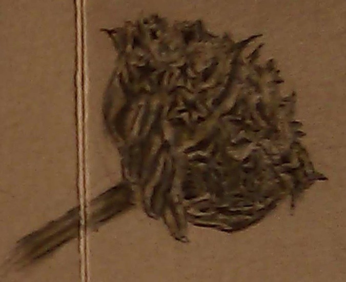 Star Shaped Seed Pod Watercolor