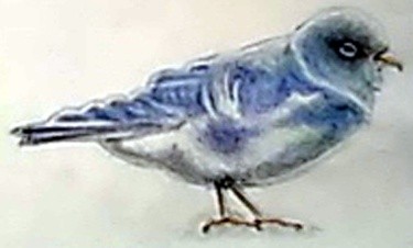 Mountain Bluebird Drawing