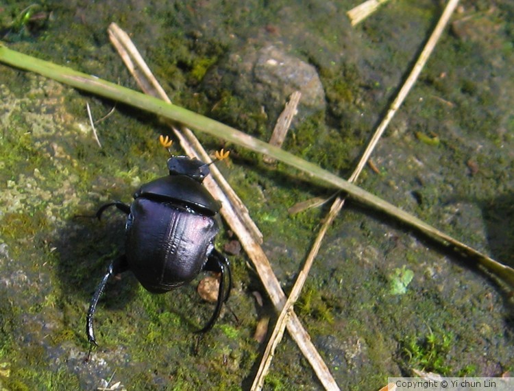 Dung beetle