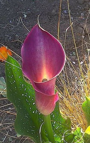 Beautiful Calla