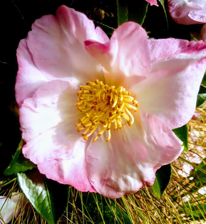 Pink camelia 