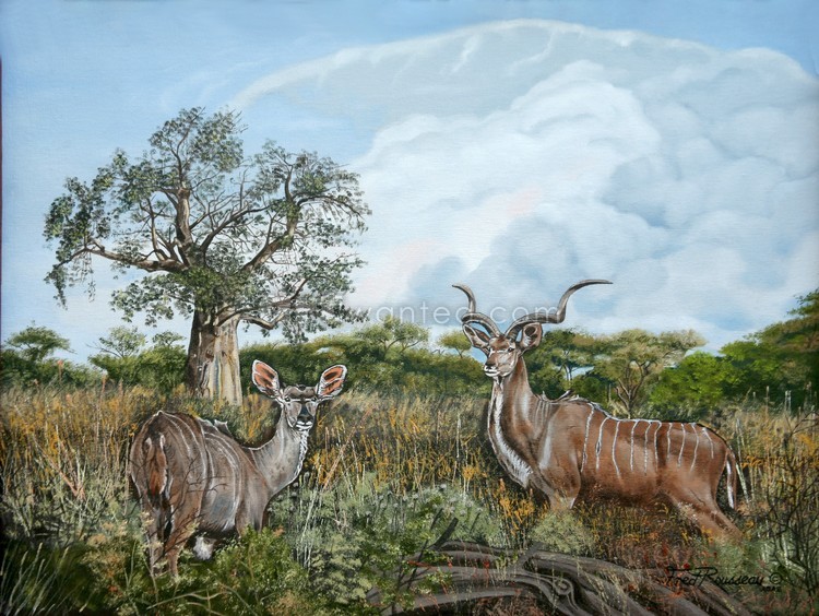 Kudus(koedoes)