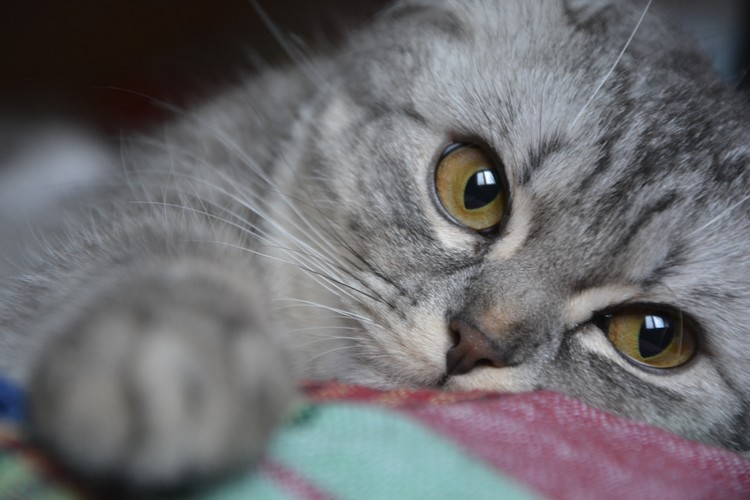eyes of a cute cat