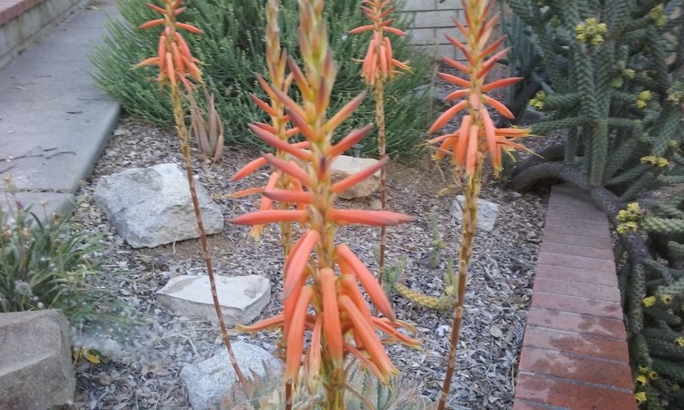 Cactus Garden