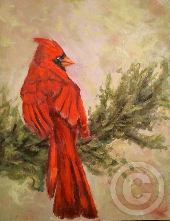 Cardinal on Evergreen