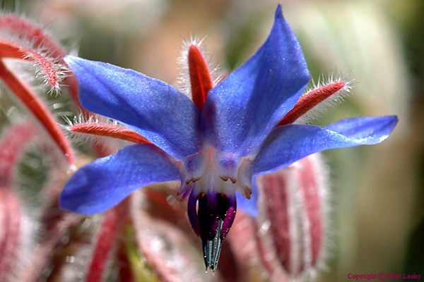 Blue Bell