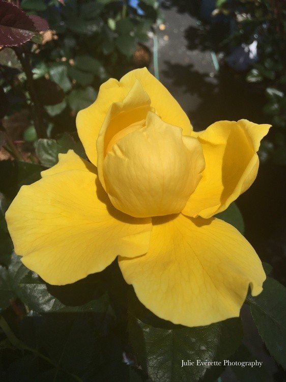 Yellow Rose