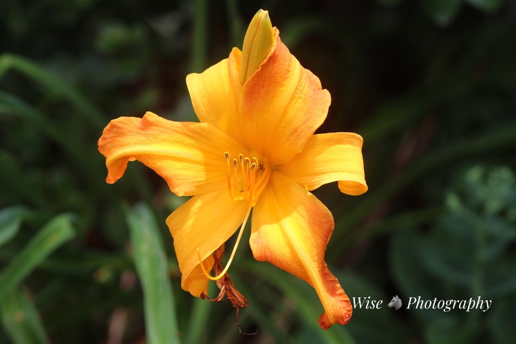 Golden Glow