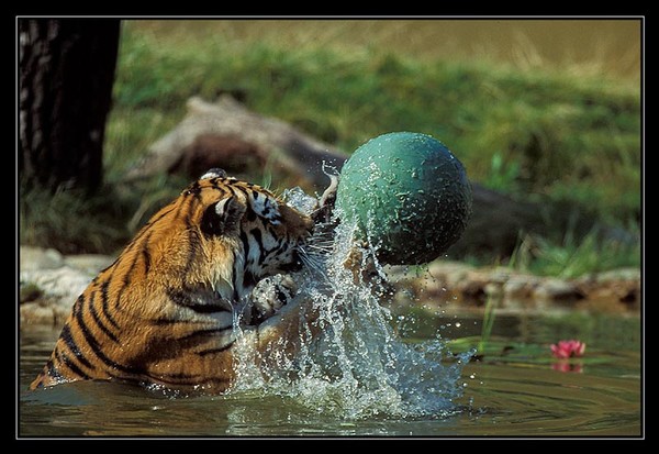 Ball Game