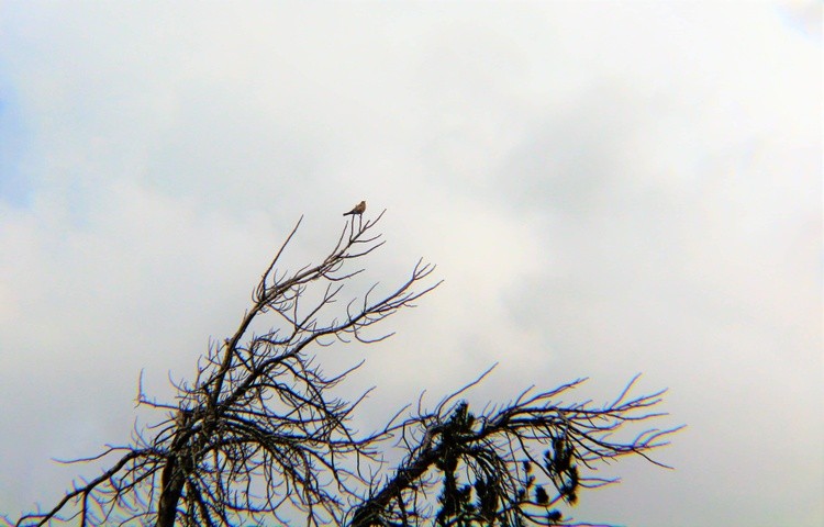 Bird in a tree
