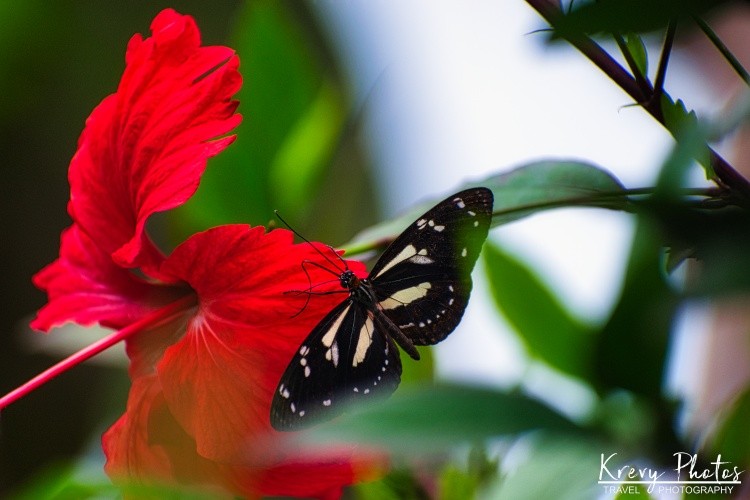 On The Red Hibiscus