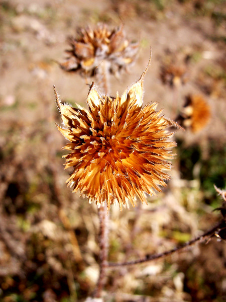 The common weed