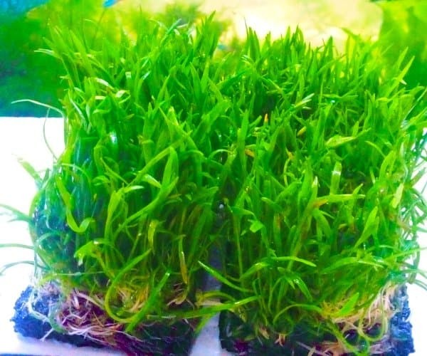 Tanaman Aquscape Lilaeopsis