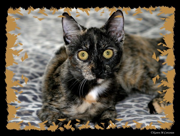Halloween Kitty