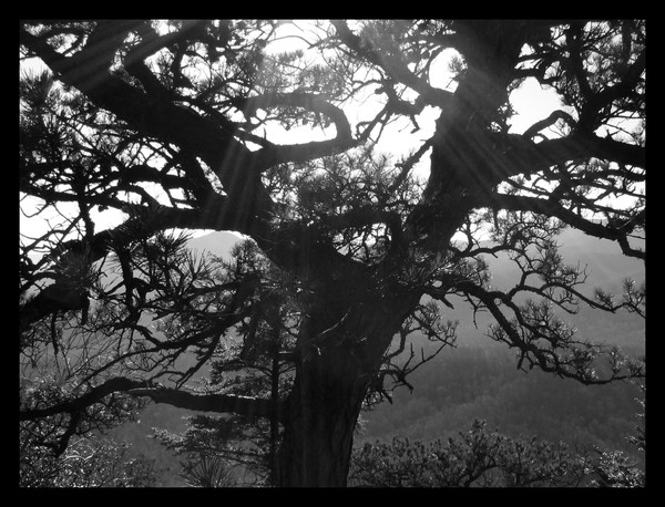 Life Veins 