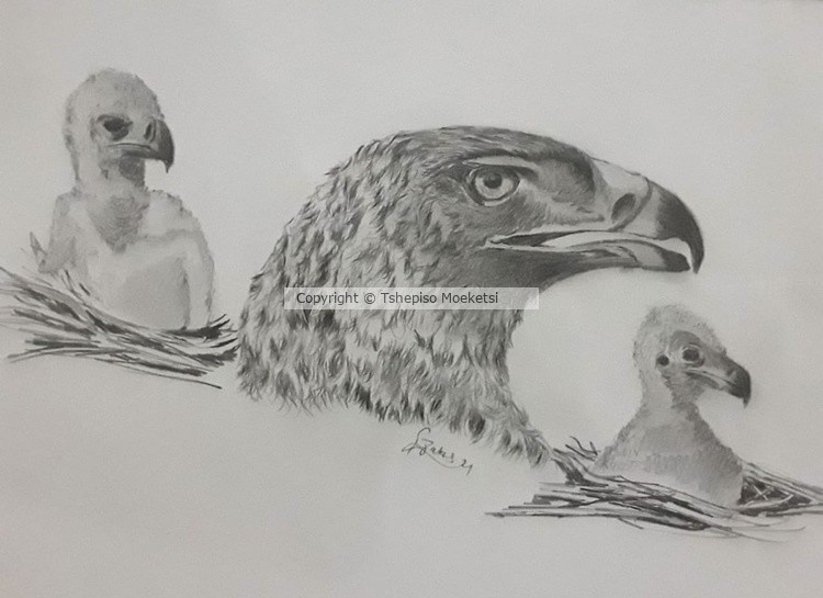 Watchful Eye