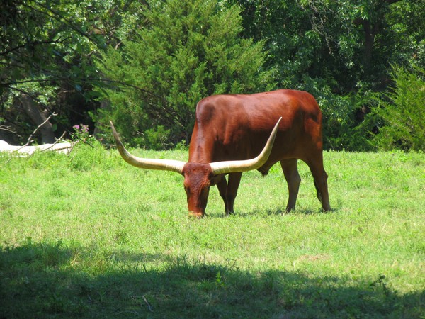 Bingo The Longhorn Steer