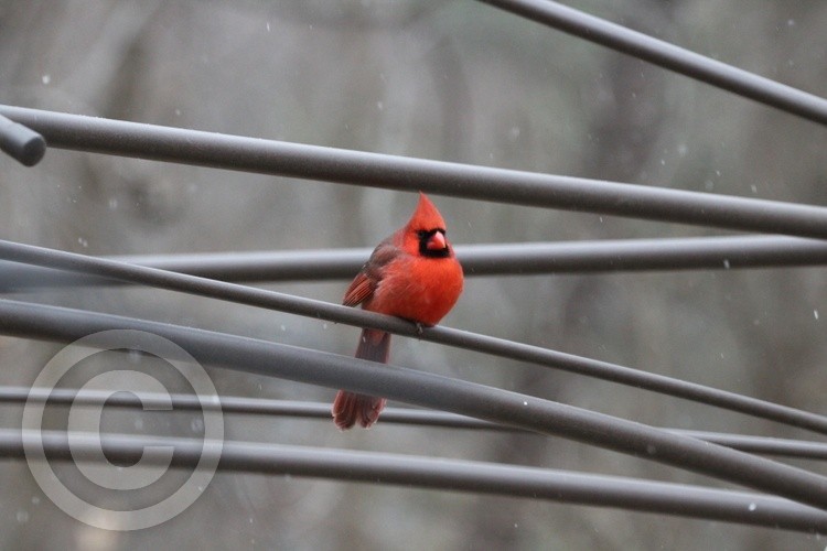 Cardinal