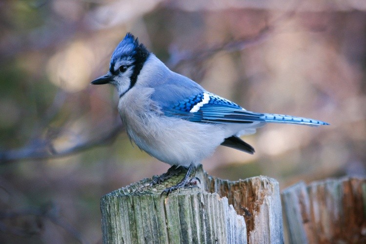 Blue Jay at Long Pond