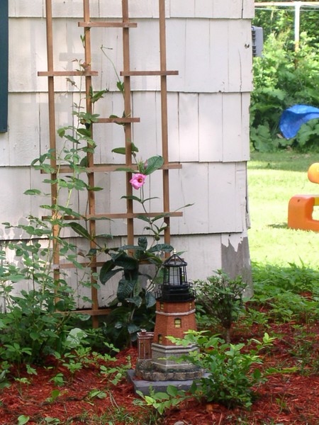 Mystery Vine