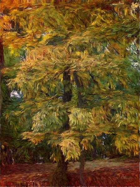 The Tree Outside Our Window